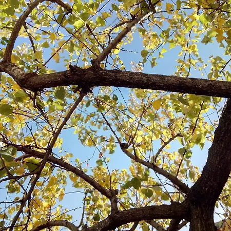 Patrick&pierre 4* Nîmes